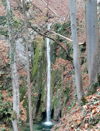 Черешово падало