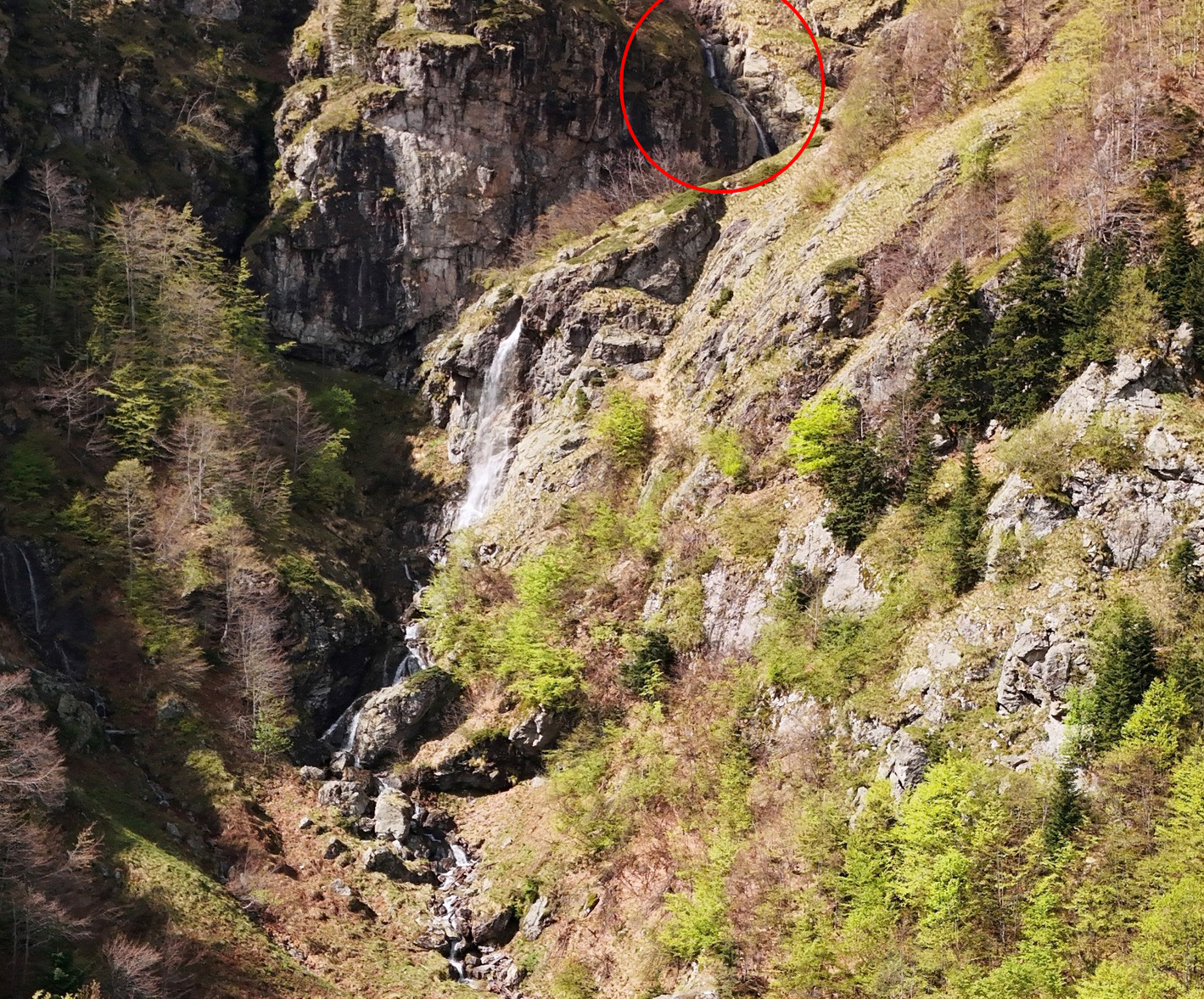 Говежда каскада