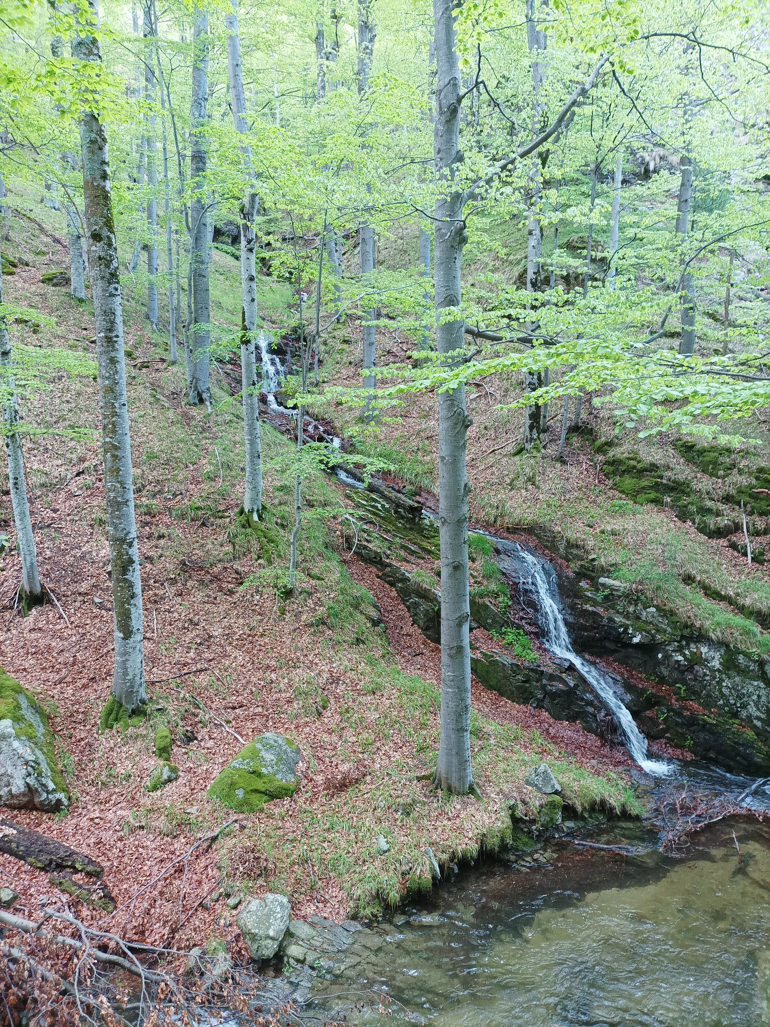 Каскада ляв приток Каменица