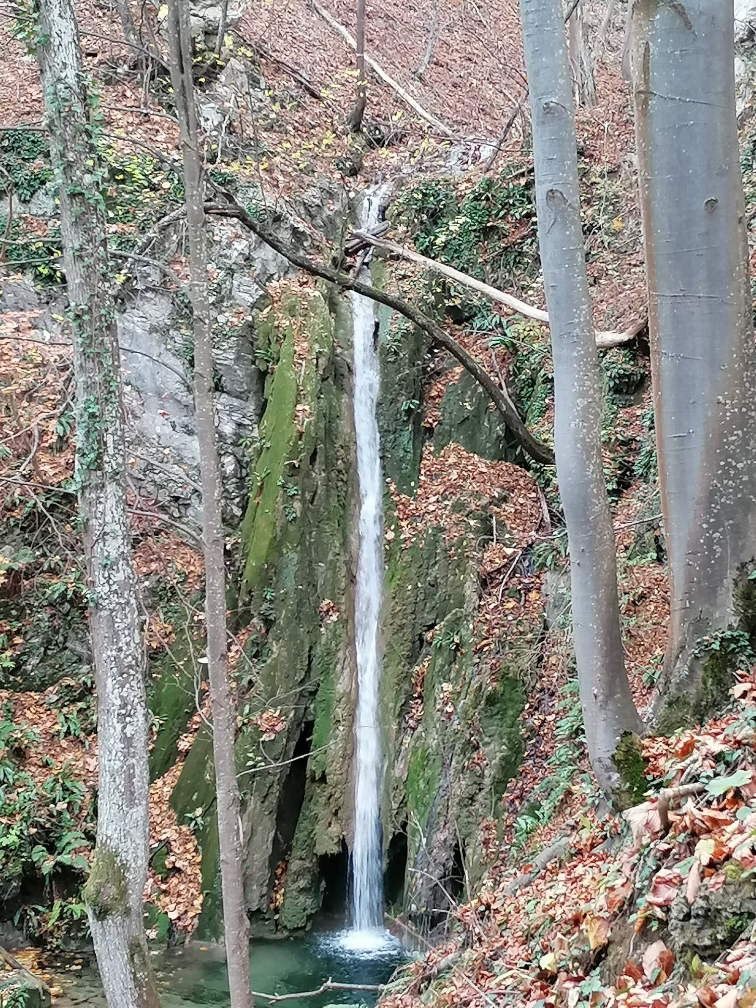 Черешово падало