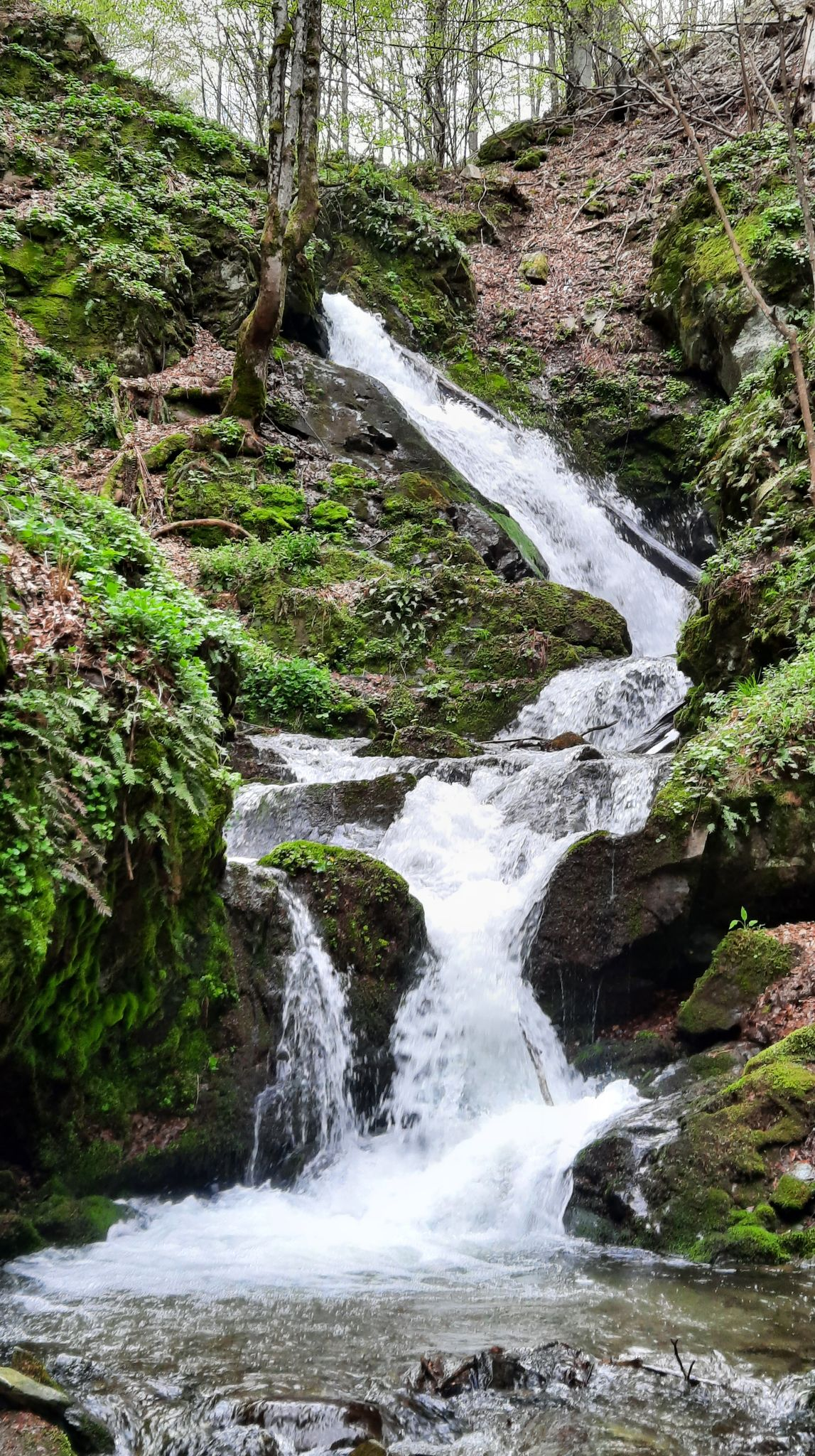 Стоминов трипад