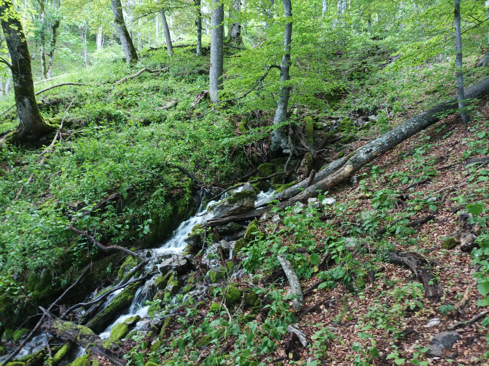 Извор Мазъдере