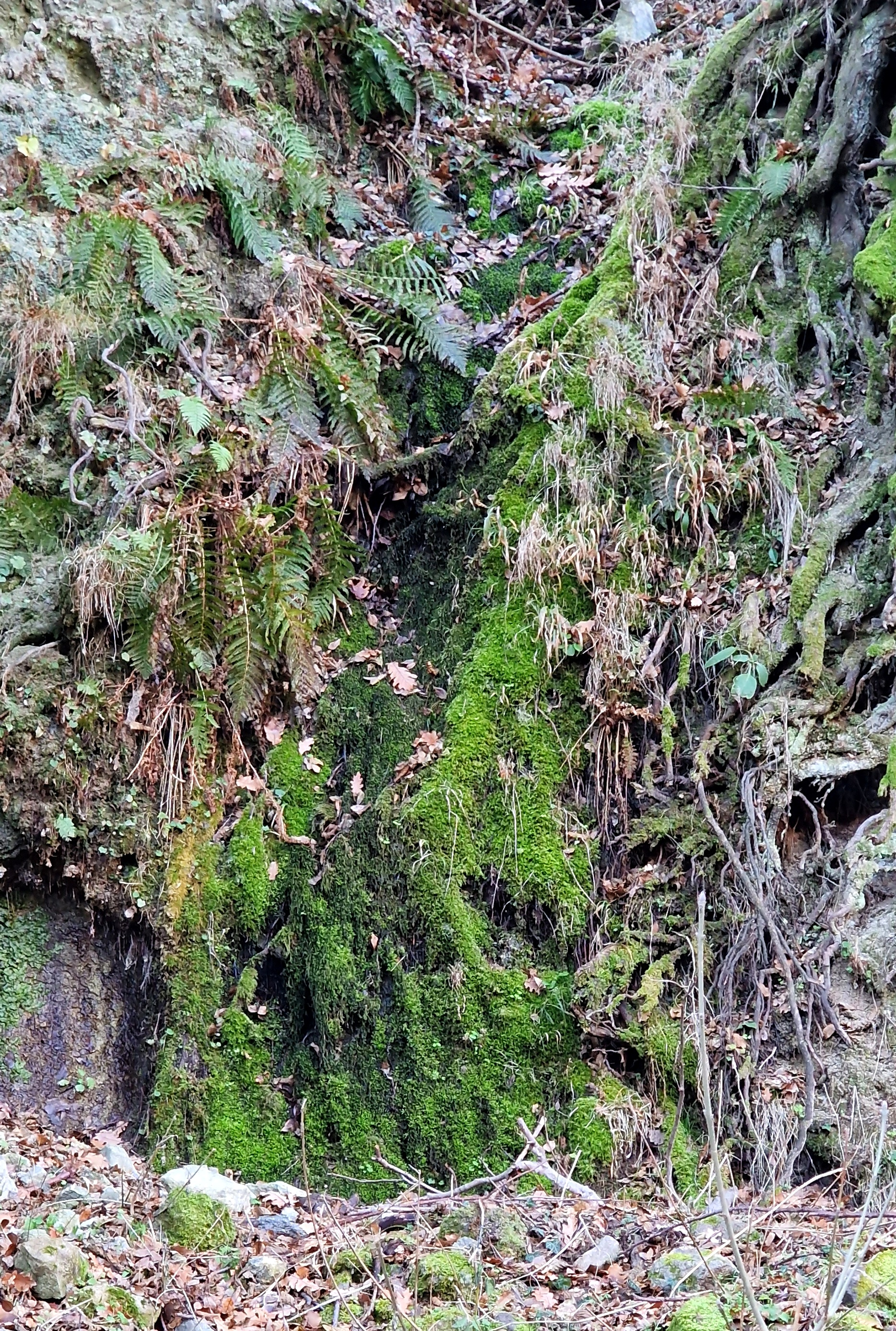 Долен водопад десен приток Карабедик дере